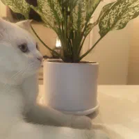 فروش گربه بریتیش سفید