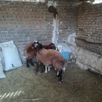 بره نرپای پروار|حیوانات مزرعه|مشهد, آبکوه|دیوار