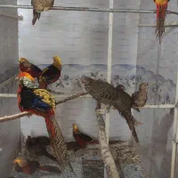 طاووس مصری و مرقاول بلژیکی