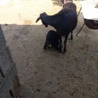 دوراس میش و بره غرل افشار