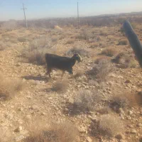 فروش ۱ راس بز|حیوانات مزرعه|پشتکوه (فارس), |دیوار