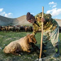 گوسفند زنده بره محلی لار