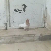 طوقی های درجه یک|پرنده|اردبیل, |دیوار