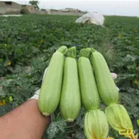 بذر کدو تک گل|گل و گیاه طبیعی|عنبرآباد, |دیوار