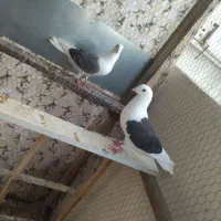 کفتر|پرنده|مشهد, کوی سیدی|دیوار