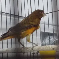 فروش قناری سرخ و شتری سرخ و پرتقالی|پرنده|مرودشت, بیست متری بیمارستان|دیوار