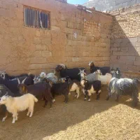 بزوکره|حیوانات مزرعه|بروجن, |دیوار
