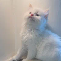 گربه بریتیش سفید رد پوینت