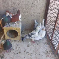 ۴جفت کبوتر بی نظیر
