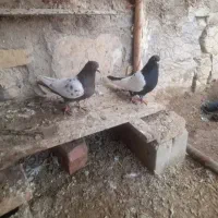 سلام عرض ادب یک جفت سینهای|پرنده|کرمان, |دیوار