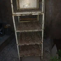 قفس جفتی|لوازم جانبی حیوانات|قزوین, |دیوار