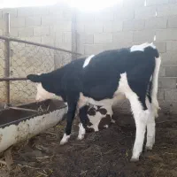 گوساله ماده جنس شیری|حیوانات مزرعه|گمیشان, |دیوار