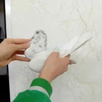 با سلام یه ماده کله دار مست چس سفید اماده