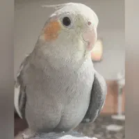 گمشده عروس هلندی