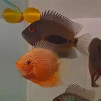 فروش انواع ماهی زینتی خاص