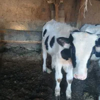 گوساله قعط شیر