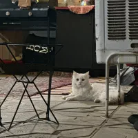 گربه گم شده