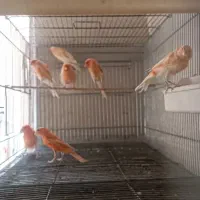 فروش تعدادی پرنده