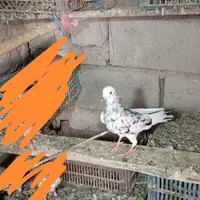 کفتر