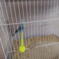 مرغ عشق اهلی|پرنده|بیرجند, |دیوار