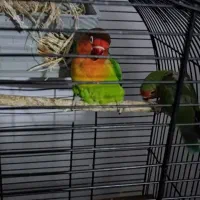 طوطی کوتوله برزیلی