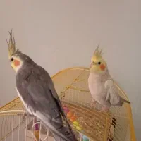 عروس هلندی نر و ماده با قفس بزرگ