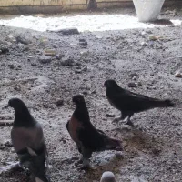 کبوتر ترکیه وشق شقی|پرنده|جوانرود, |دیوار