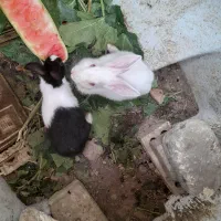 دوعدد خرگوش خونگی