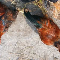 سه خروس یدونه بزرگش دوردست چهارماهه درشت هستش