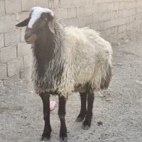 قوچ ۲ ساله|حیوانات مزرعه|خمینی‌شهر, |دیوار