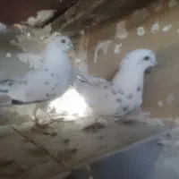 کفتر|پرنده|رباط‌کریم, رباط‌کریم|دیوار