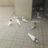 ۱۰عددکبوترطوقی سروریجاتکی ندارم