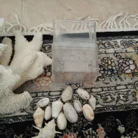 قیمت 500|ماهی|پاکدشت, شهرک امام رضا|دیوار