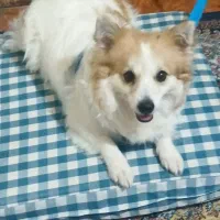 اشپیز پامرین ماده