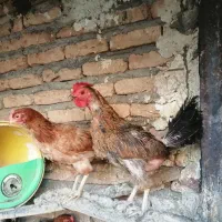 مرغ