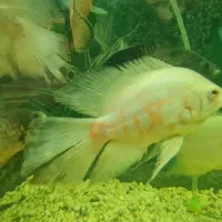 اسکار باله بلند