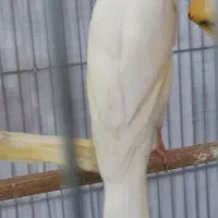 تعدادی قناری رسمی معمولی  نر قرص شلاقی بخون