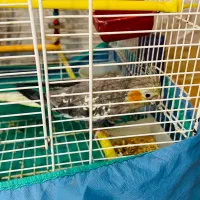 یک جفت عروس هلندی بهمراه قفس و لانه فروشی|پرنده|لنگرود, |دیوار