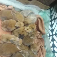 خرگوش لوپ جرسی پشمالو مینیاتوری|موش و خرگوش|شیراز, کوزه گری|دیوار