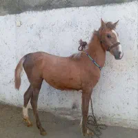 کره مادیون کُرد