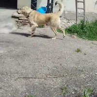 سگ سراب