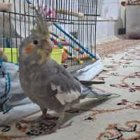 عروس هلندی|پرنده|شوشتر, |دیوار