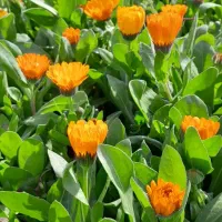 فروش گل های فصلی (همیشه بهار قلم فور  اطلسی  بنفشه