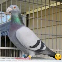 کبوتر پلاکی مسابقه ای