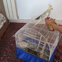 عروس هلندی مولد نر ماده