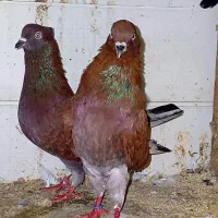 کبوتر سرخ سرور