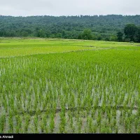 فروش-شالیزاری