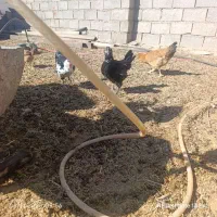 مرغ جتی اصل و گلین فروشی|پرنده|درمیان, |دیوار