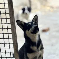 سگ مینیاتور پینچر|سگ|کنگاور, |دیوار