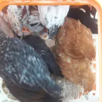 نیمچه‌|حیوانات مزرعه|پارس‌آباد, |دیوار